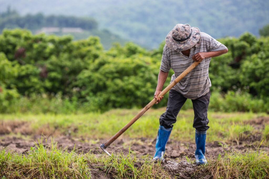 Aposentadoria rural exige regras específicas e comprovação