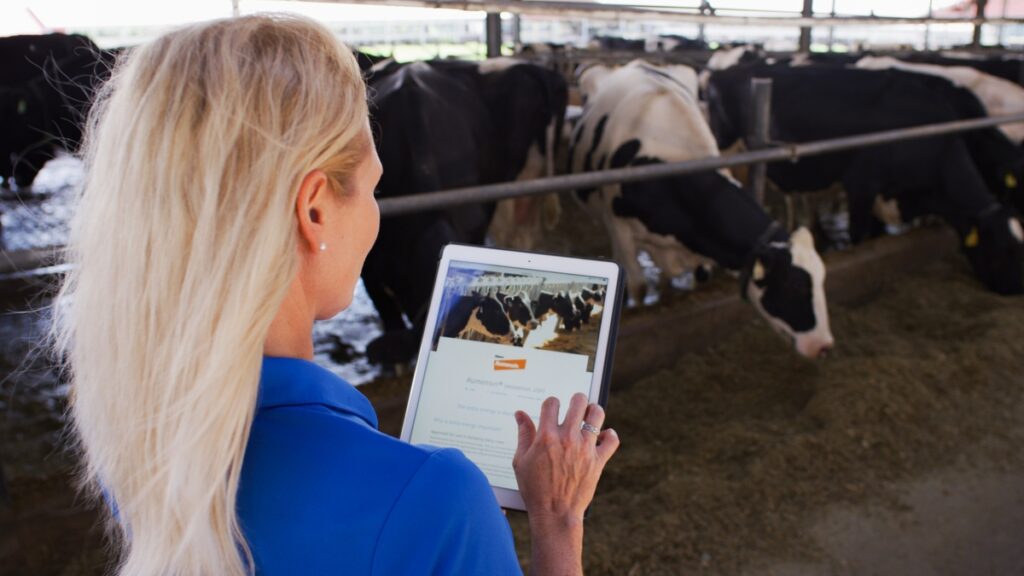 Mulher vê um tablet em frente a vacas
