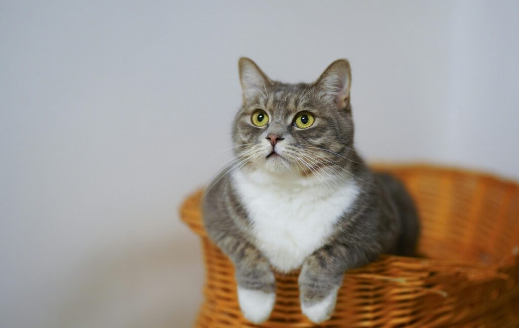 Gato cinza e branco em uma cesta.
