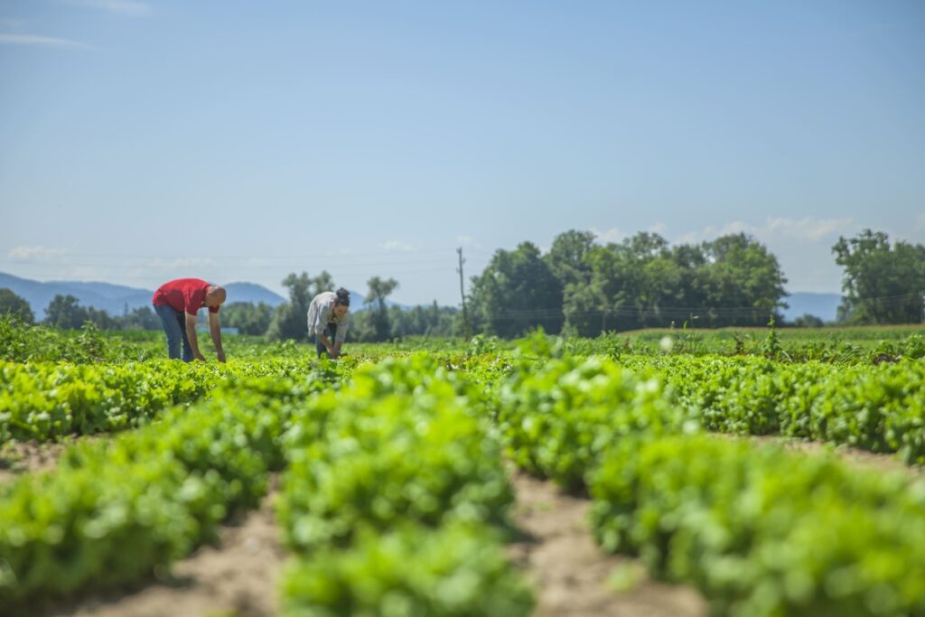 Excedentes da agricultura viram renda com apoio industrial