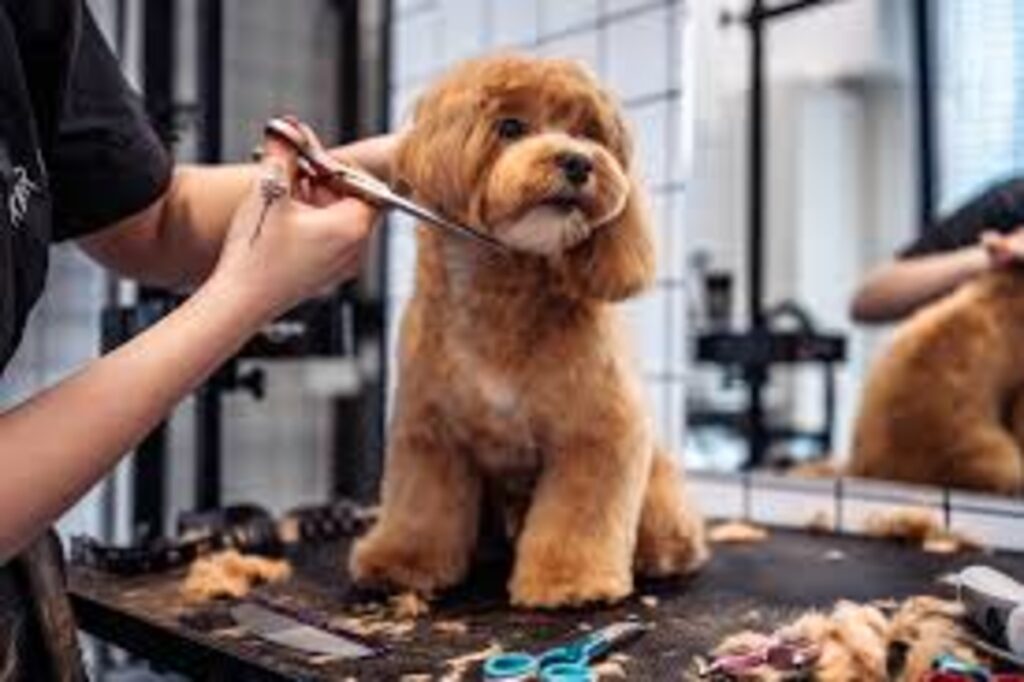 Profissão grooming está muito além de banho e tosa de pet
