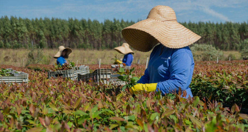 Práticas sustentáveis destacam Eucatex