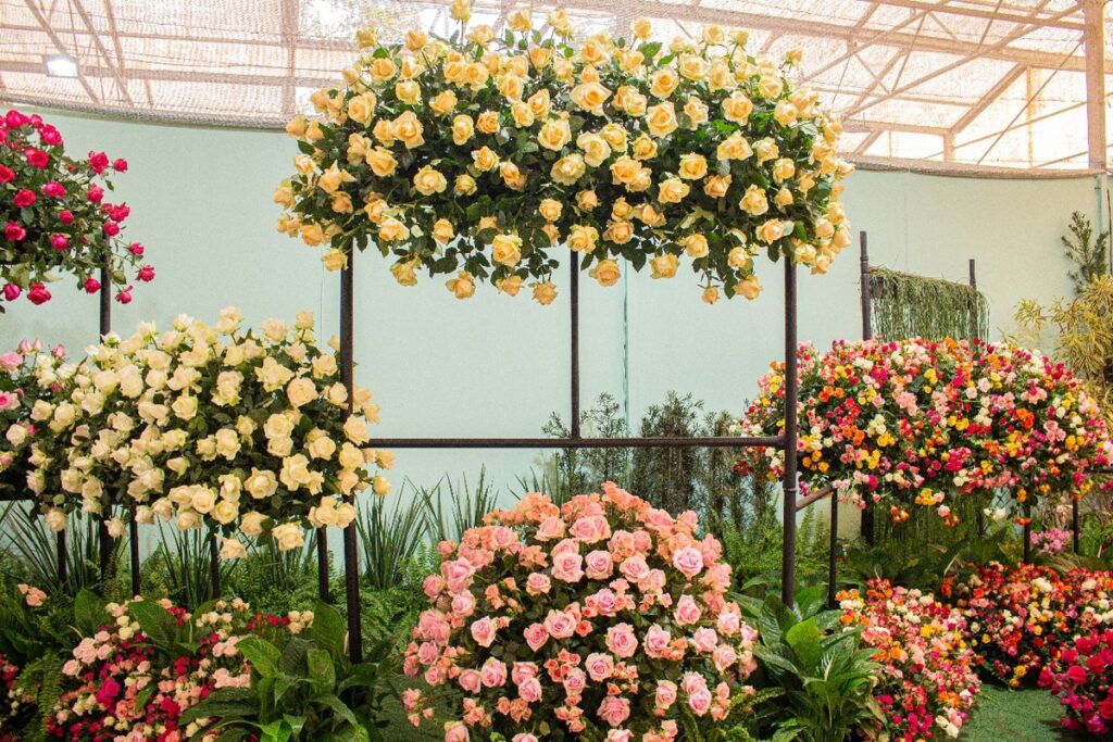 Festa de Flores e Morangos terá entrada solidária