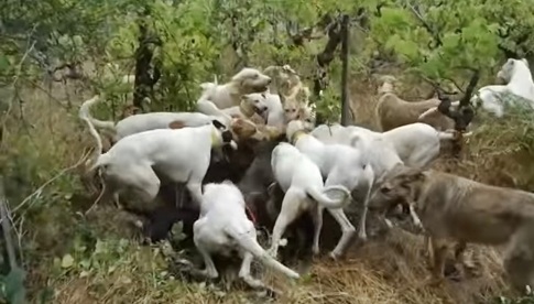 Ataques de cães famintos contra ovinos e caprinos no Interior do Ceará deve ser tema de audiência na Alece; situação é perigosa e grave, alerta De Assis, podendo piorar neste semestre