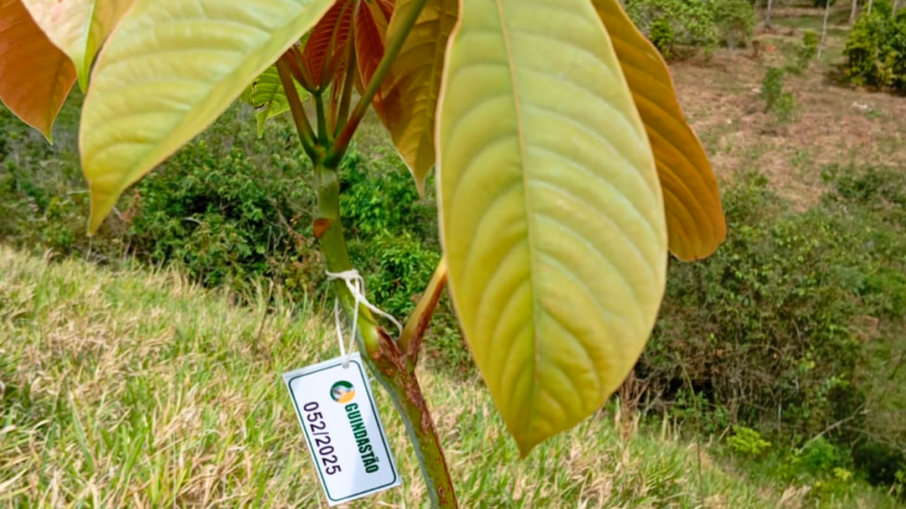 Muda de Imbiruçu no 7º Guindastão Verde