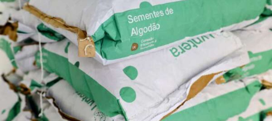 Ceará: Governo do Estado distribui sementes em apoio à revitalização da cotonicultura; “momento é histórico”, diz Elmano