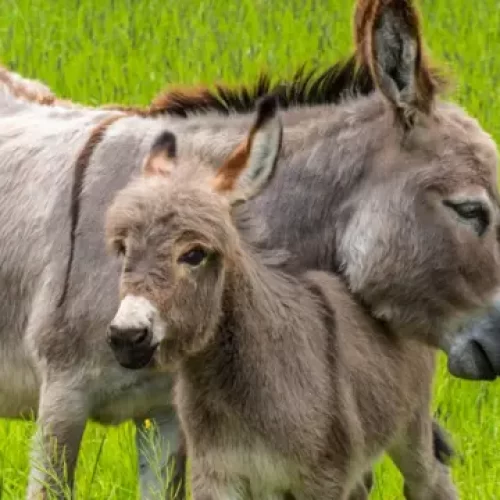 Projeto proíbe abate de jumentos; animais correm risco de extinção no Brasil