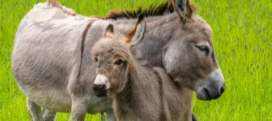 Projeto proíbe abate de jumentos; animais correm risco de extinção no Brasil