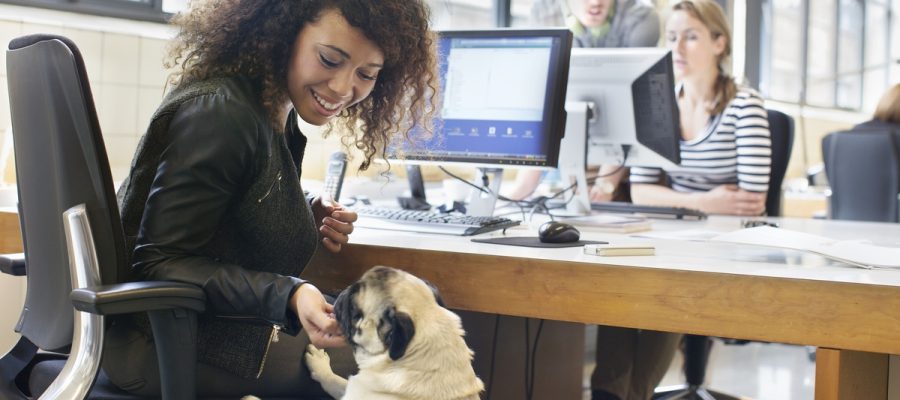 Escritórios abrem portas para os pets e colhem benefícios