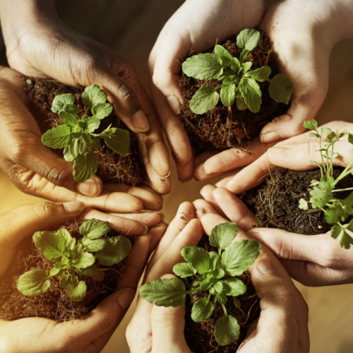 Educação Ambiental visa desenvolver a compreensão integrada do meio ambiente