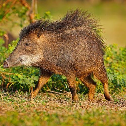 A Crônica do Edmilson Maia Jr.: “Caititua”