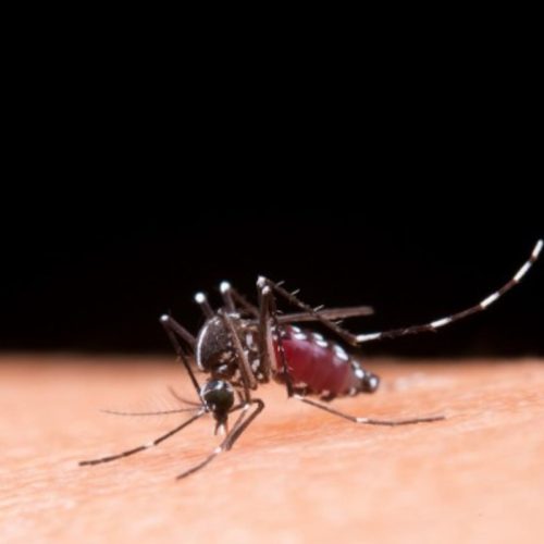 Casos de dengue caem, mas risco de surto ainda preocupa