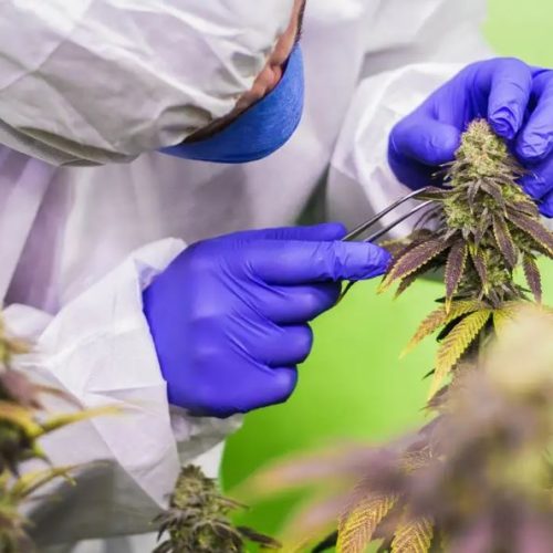 Cannabis Company abre expansão nacional com modelo híbrido e projeta rede de franquias