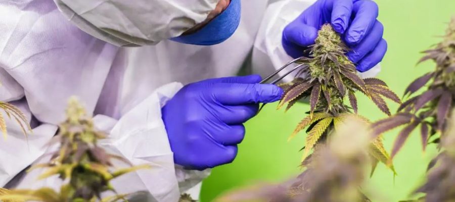 Cannabis Company abre expansão nacional com modelo híbrido e projeta rede de franquias