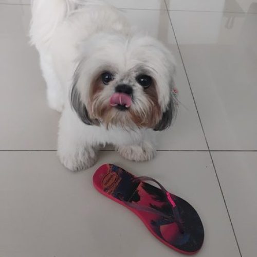 Lili Maciel: “Cadê aquele pitbull todo, Silvinei?”