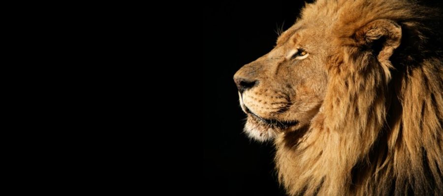 IRPF 2026 traz cerco às apostas e “cashback” tributário