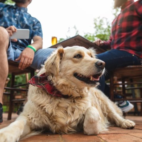 Dog and his two hipster friends