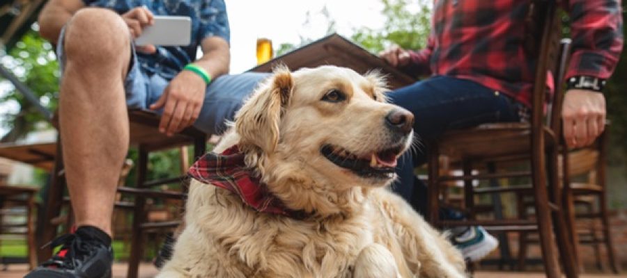 Dog and his two hipster friends