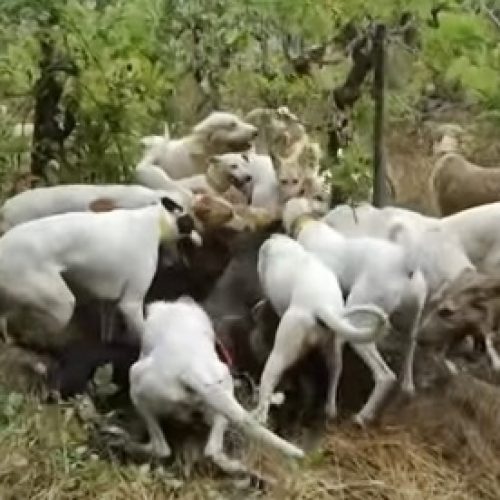 Ataques de cães famintos contra ovinos e caprinos no Interior do Ceará deve ser tema de audiência na Alece; situação é perigosa e grave, alerta De Assis, podendo piorar neste semestre