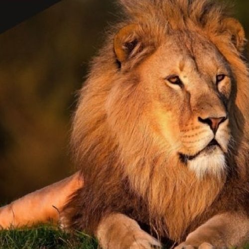 Confira 10 erros que podem fazer a Receita investigar sua declaração