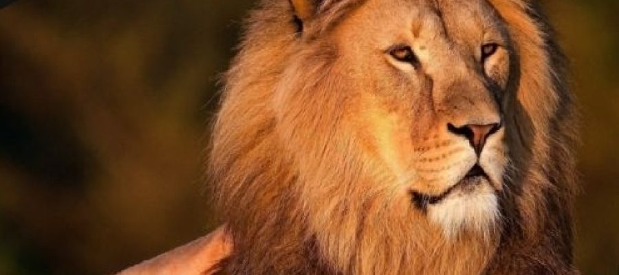 Confira 10 erros que podem fazer a Receita investigar sua declaração