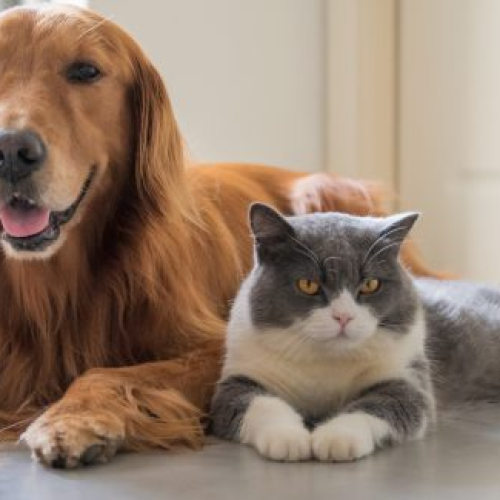 VetMóveis, da Prefeitura de Fortaleza, renovam áreas de atuação e passam a atender em novos endereços; serviços são gratuitos