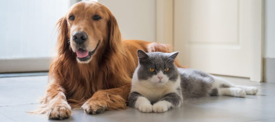 VetMóveis, da Prefeitura de Fortaleza, renovam áreas de atuação e passam a atender em novos endereços; serviços são gratuitos