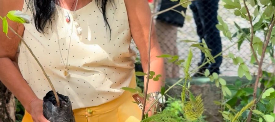 Prefeitura de Fortaleza bate recorde em doação de mudas; em fevereiro, Secretaria de Urbanismo e Meio Ambiente distribuiu mais de 6 mil plantas