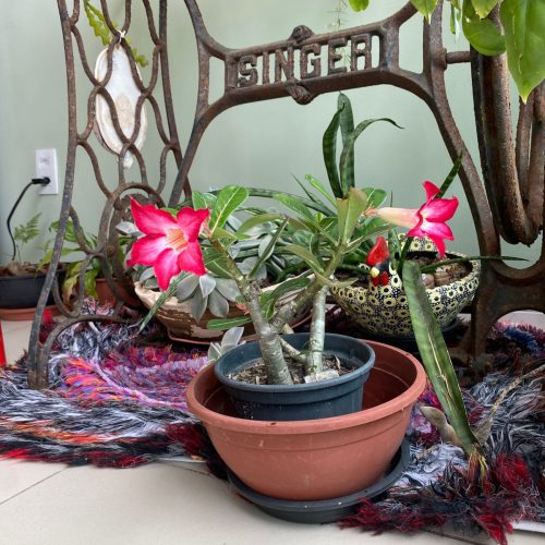 Do roseiral da Ana Márcia: “Filhos e plantas vão e vêm”