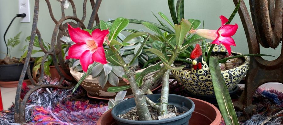 Do roseiral da Ana Márcia: “Filhos e plantas vão e vêm”
