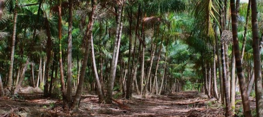 Manejo sustentável contribui para recuperar produção de açaí no Maranhão