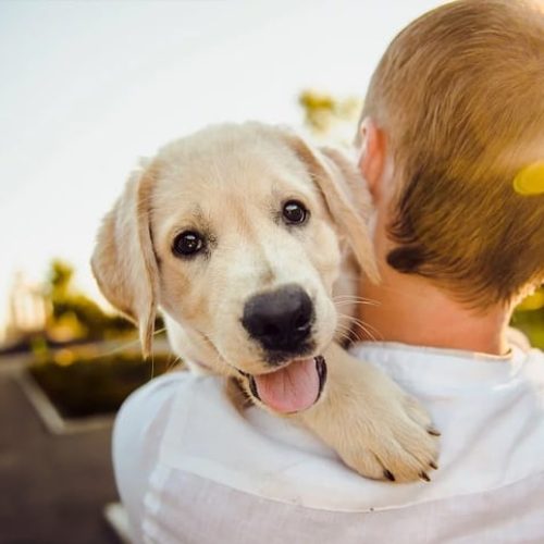 Evento gratuito em Fortaleza estimula adoção responsável de cães e gatos