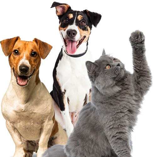 Ação em shopping da Parangaga promove saúde de pets
