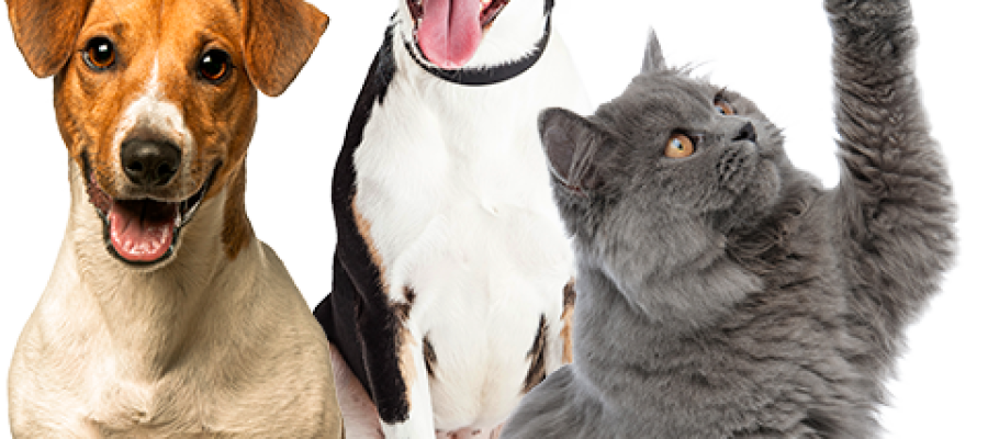 Ação em shopping da Parangaga promove saúde de pets