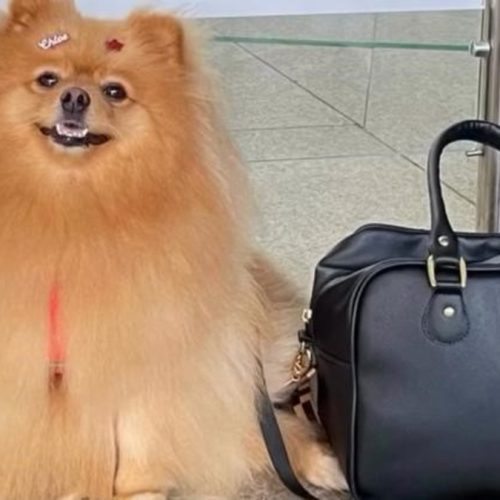 Criança autista ganha direito de andar com cão de suporte em condomínio