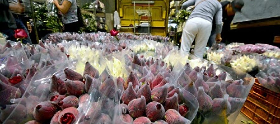 A Crônica da Tuty: “Jamais é demais”