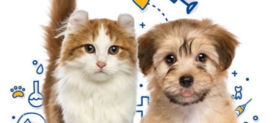 Vacinação de cães e gatos pela Secretaria de Saúde de Fortaleza segue até o próximo dia 27