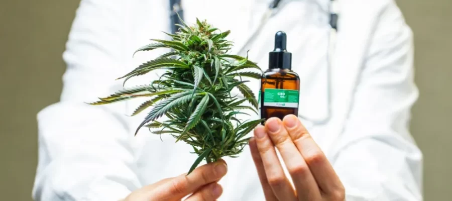 TV da Assembleia do Ceará aborda o uso da cannabis para fins medicinais no Brasil (ou “Fumo e voltemo” ou “No ar, mas sem fumaça”)