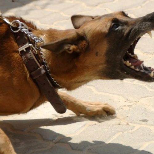 Patético mas letal: o extremismo da direita não deixa de arreganhar os dentes para as vidas e a Democracia no Brasil