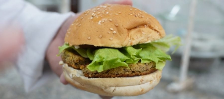 Embrapa do Maranhão desenvolve hambúrguer de babaçu