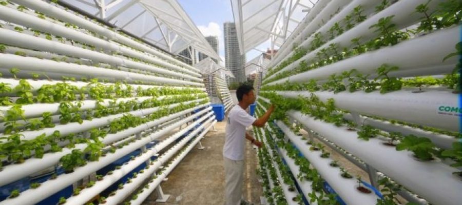 Fazendas verticais podem ser saída para crise na produção de alimentos