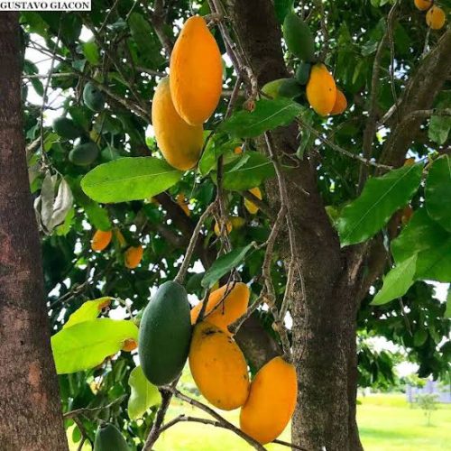 Roberto Maciel: “Passos, cheiros, cores e sombras: um caminho entre Fortaleza e a infância”