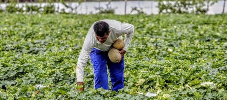 Garantia Safra 2026/2027 deve beneficiar 192 mil agricultores no Ceará;  representantes de municípios fazem reunião de trabalho para a assinatura dos termos de adesão