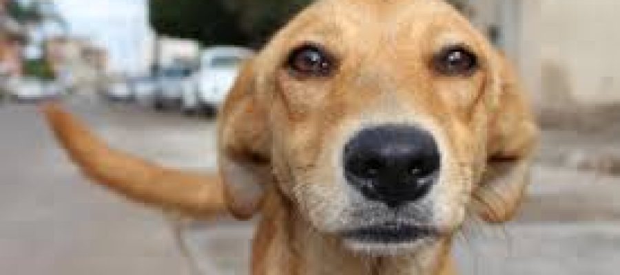 Hoje é o Dia do Vira-Lata – não se trata de homenagem a bolsonaristas nem a outros traidores da pátria, mas ao cachorro mesmo