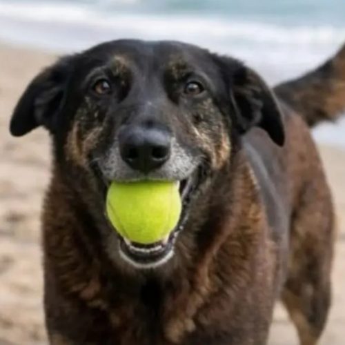 Um orgulhoso vira-latas brasileiro torturado e morto pela vergonhosa impunidade à brasileira