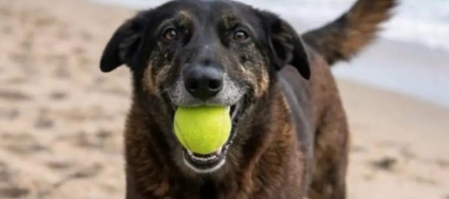 Um orgulhoso vira-latas brasileiro torturado e morto pela vergonhosa impunidade à brasileira