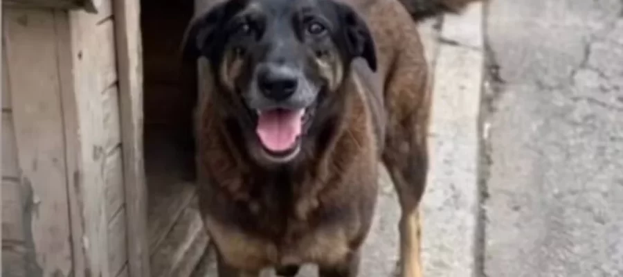 Ana Márcia Diógenes: “NÃO à maldade contra animais”