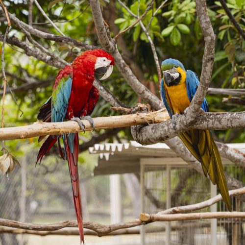 Parque Zoobotânico de Fortaleza abrirá excepcionalmente segunda-feira (12.10) com programação para a criançada
