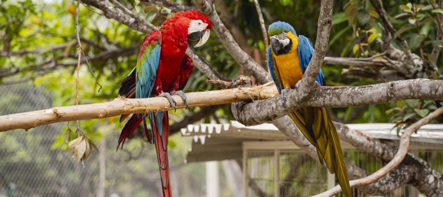 Parque Zoobotânico de Fortaleza abrirá excepcionalmente segunda-feira (12.10) com programação para a criançada