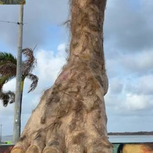 A Crônica do Edmilson Maia Jr.: “A perna cabeluda”